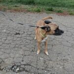 Rafael - hledá domov – fotografie 6