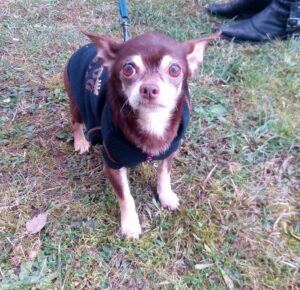 Nuky z Kamenice n. L.