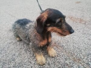 Nalezená fena – Těmice