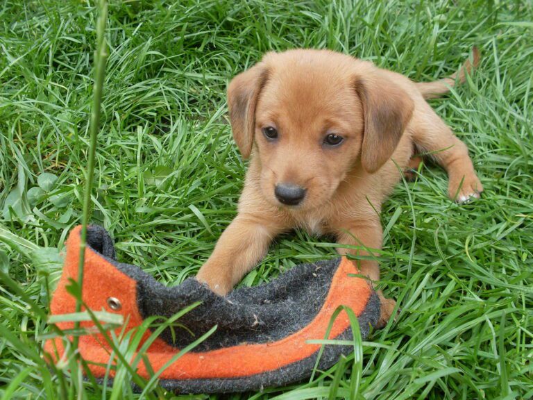 Hafinka – dcerka fenky Dady