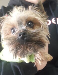 Nalezená fena – Pelhřimov