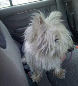 Nalezená fena – Pelhřimov