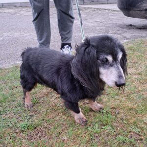 Nalezený pes – Pelhřimov