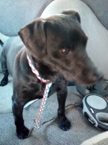 Nalezený pes – Pelhřimov