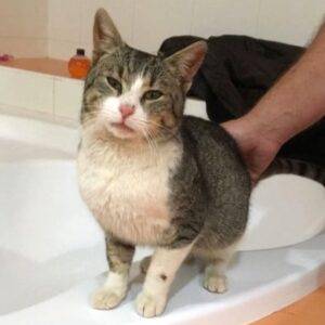 Nalezený kocour – Pelhřimov