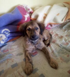 Nalezeno štěně – Pelhřimov