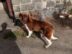 Odchycený pes – Sázava