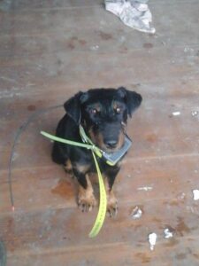 Nalezen jagdterriér