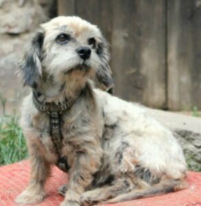 Beruška – Bedunda