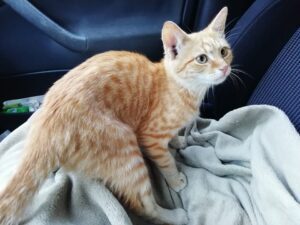 Nalezený kocourek – vrácen majiteli