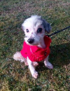 Mulíšek z Kamenice n. L.