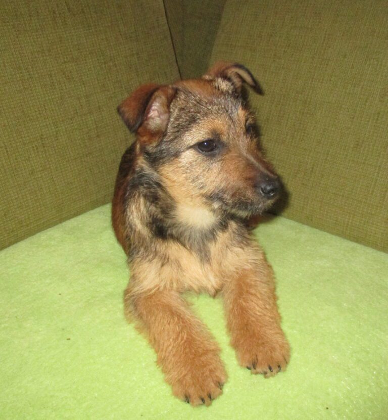 Bailey