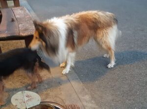 Nalezený pes – Pelhřimov