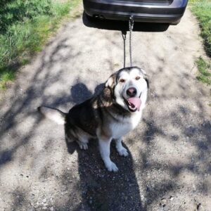 Stinky – nalezenec