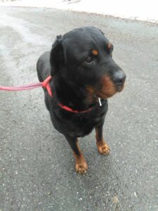 Nalezeni dva psi – RTW a JRT