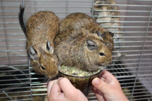 Osmáci – našli nové domovy