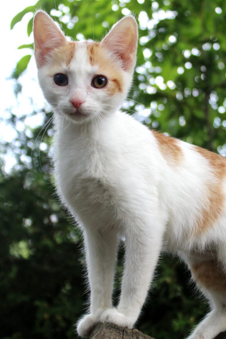 Zuleika