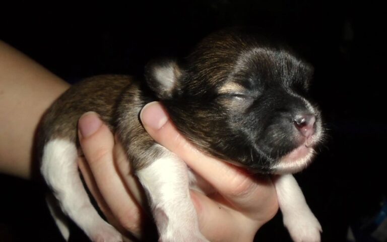Charlie
