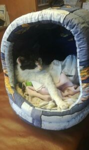 Odchycená kočička