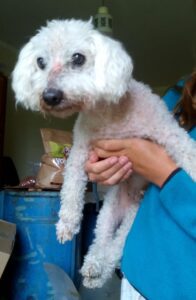 Fabien – nalezenec