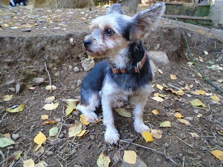 Tess