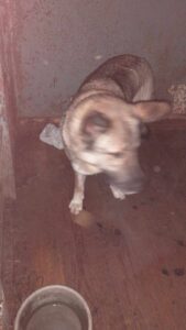 Odchycená fena – Pelhřimov