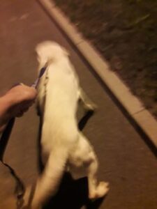 Nalezený pes – vrácen majiteli