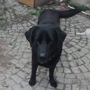 Nalezený pes – vrácen majitelům