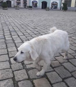 Nalezená fena – vrácena majiteli