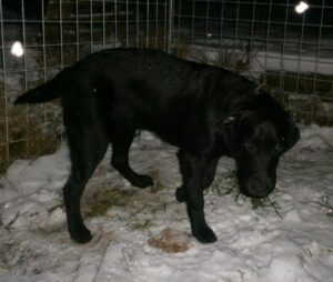 Marley – nalezený