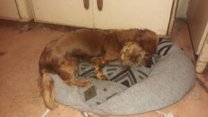 Bekyna – nalezenec