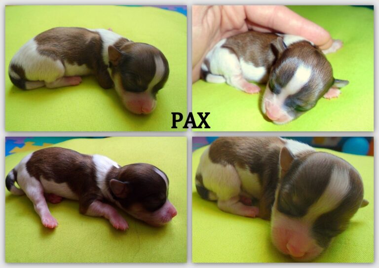 Pax