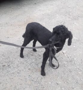 Odchycená fena – Pelhřimov