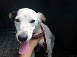 Meggie – nalezenec