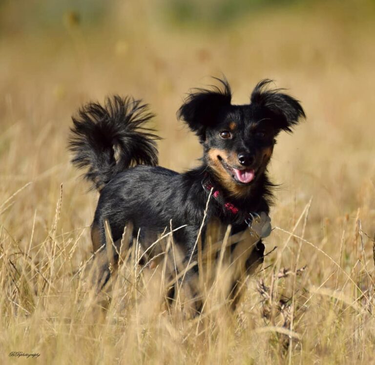 Blacky