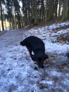 Nalezenec kříženec