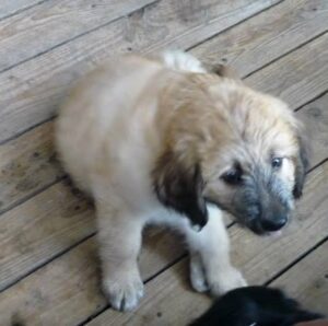 Benny