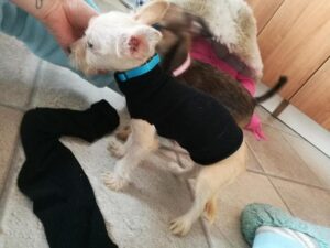 Angelina z Kamenice n. L.