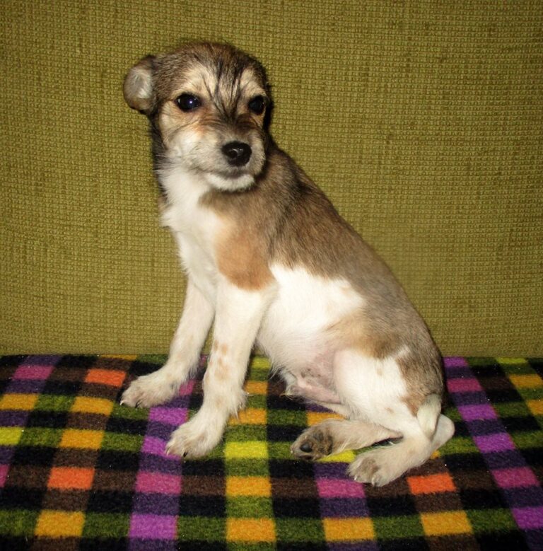 Tai