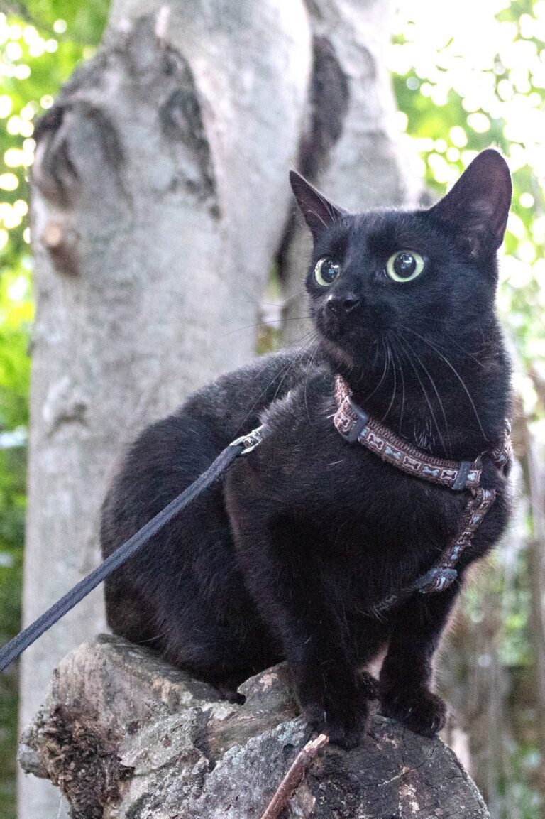 Suzie