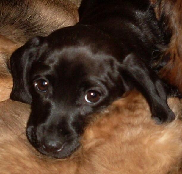 Čerminka – holčinka z Útěchoviček