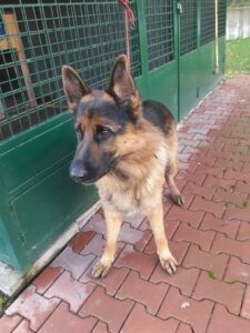 Německý ovčák – odchycen u Vlásenice