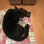 Pozdravy z nového domova: