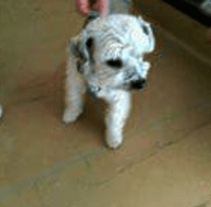 Nalezený pejsek se známkou