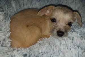 Enny z Kamenice n. L.