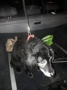 Darina – nalezenec