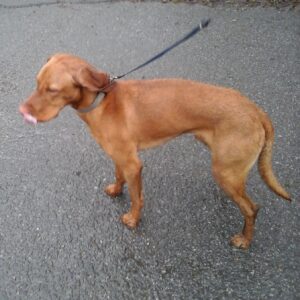 Nalezen maďarský ohař