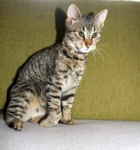 Nalezený kocourek – vrácen majitelce