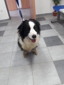 Odchycený pes border kolie