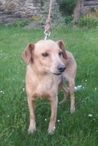 Bobík – nalezenec